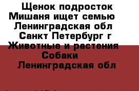 Щенок-подросток Мишаня ищет семью. - Ленинградская обл., Санкт-Петербург г. Животные и растения » Собаки   . Ленинградская обл.